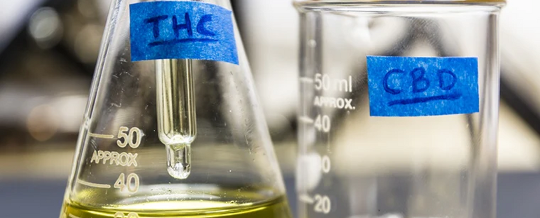 Laboratory flasks labeled THC and CBD, illustrating the difference between the two compounds.