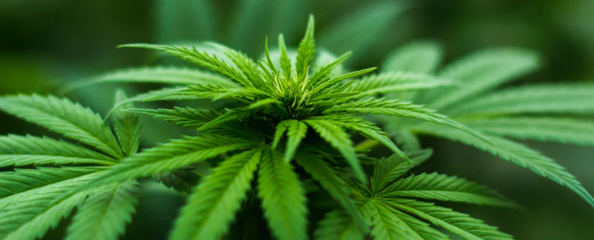 Close-up of a green cannabis plant with serrated leaves.