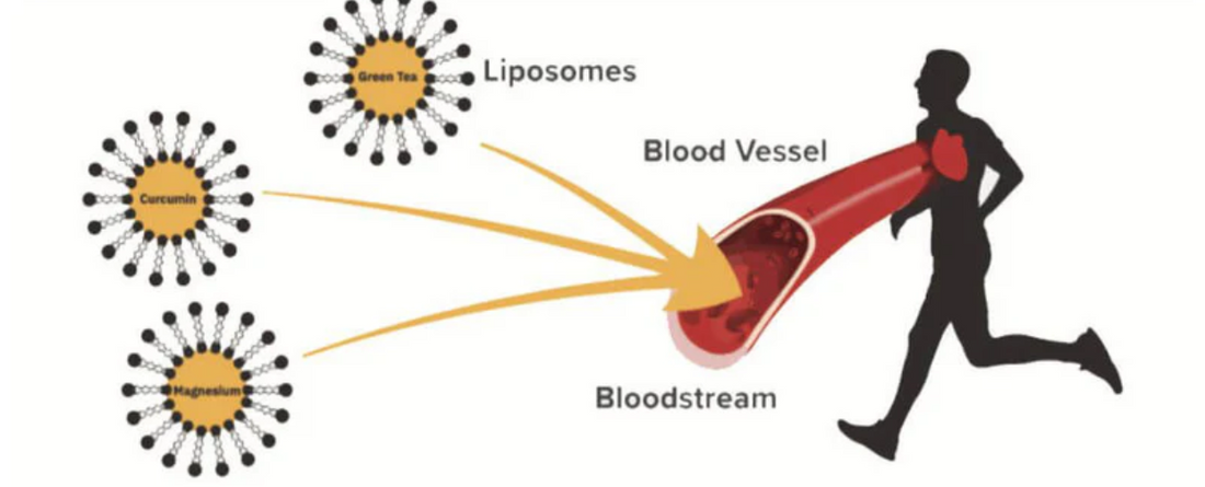 Diagram showing liposomes (green tea, curcumin, magnesium) entering a blood vessel and delivering contents into the bloodstream