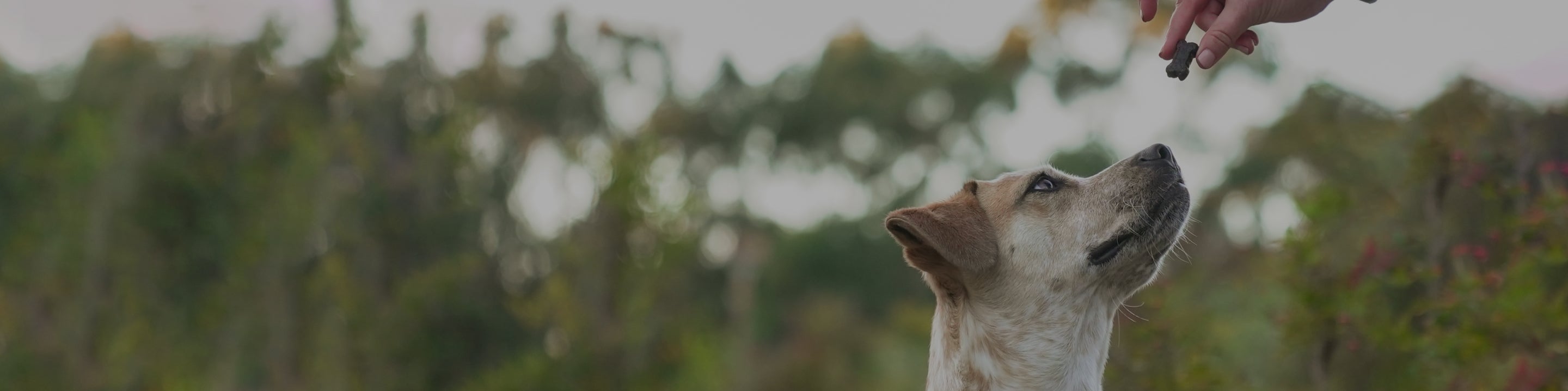 Light brown and white dog gazing up at a hand holding a small bone-shaped treat.