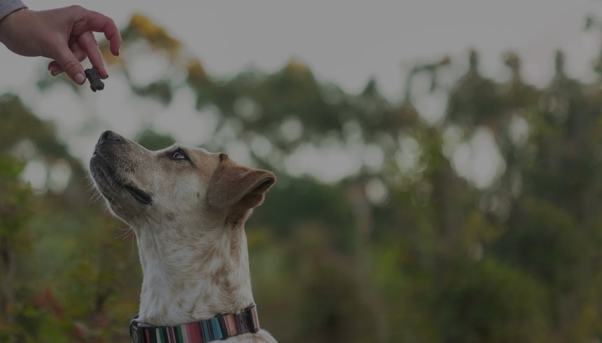 Tan-and-white dog with striped collar looking up at a hand offering a small treat outdoors.