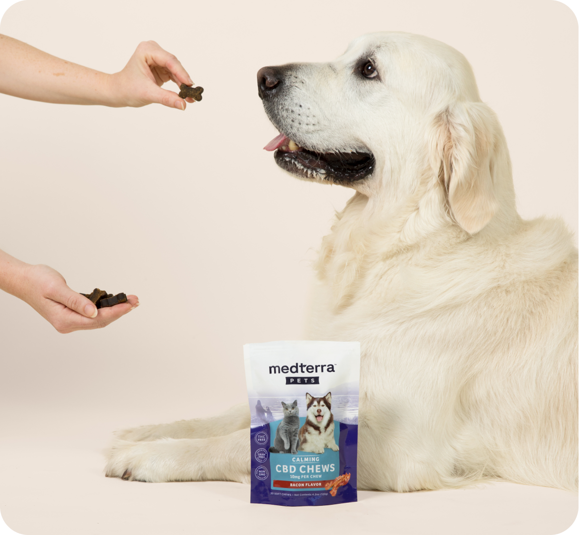 A large white dog lies on a light-colored surface, looking up expectantly at a hand holding a treat. In front of the pet is a bag of Medterra Pets Calming CBD Chews with a photo of a dog and text indicating its calming benefits, available for nationwide shipping.