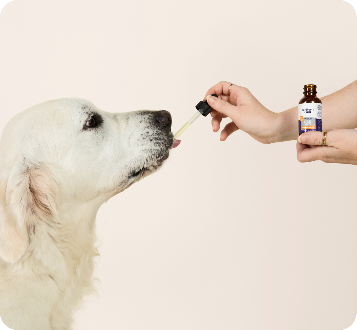 A large white dog is being given CBD pet drops from a dropper held by a person. The dog has its tongue out, about to lick the liquid. The person is holding a small amber bottle with a label. The background is plain and light-colored.