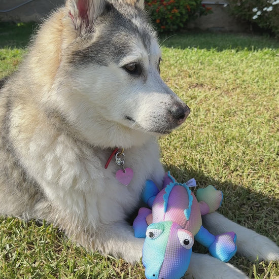A fluffy gray and white husky lying on grass outdoors holding a colorful plush dinosaur toy between its front paws.