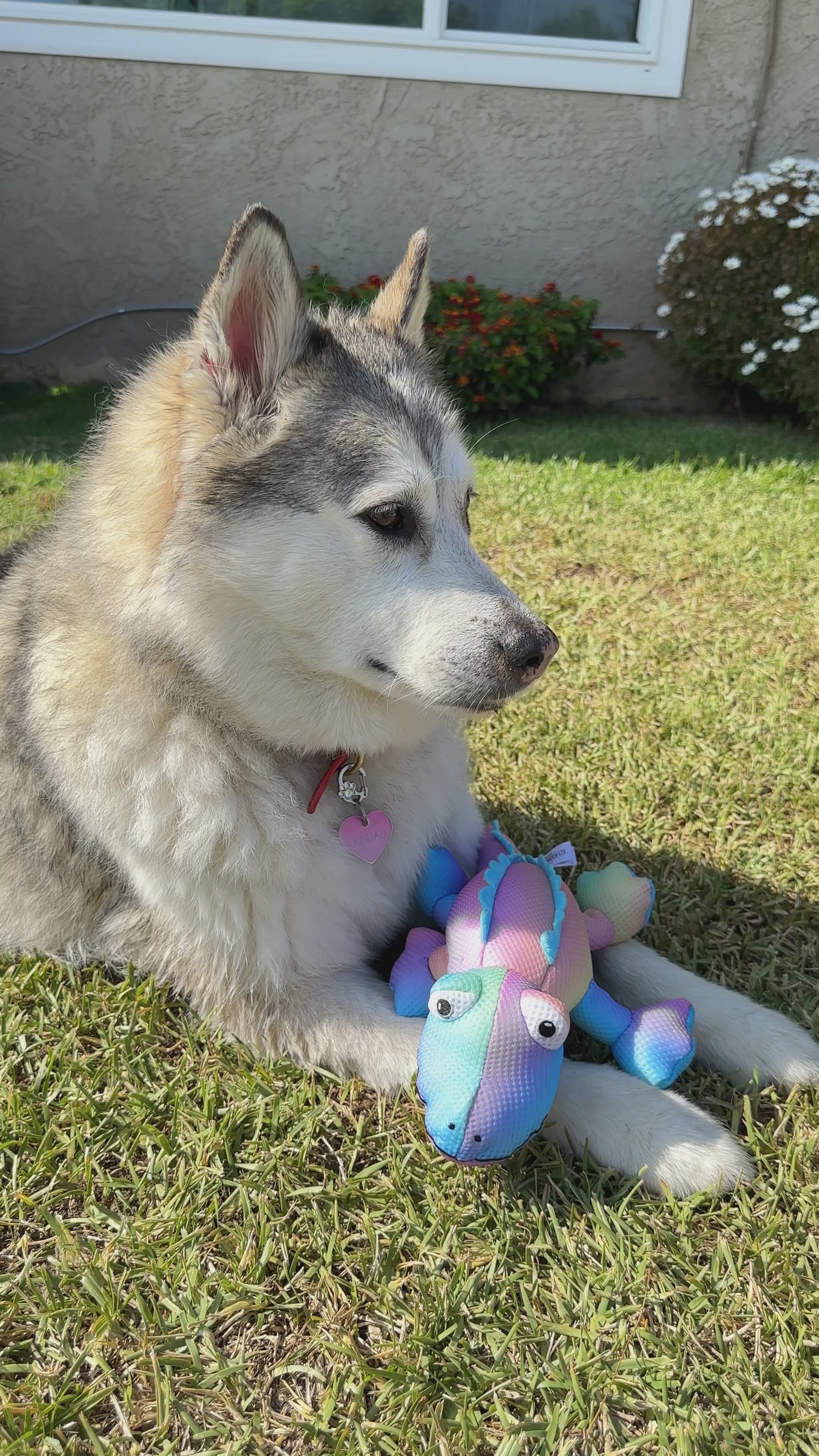 A fluffy gray and white husky lying on grass outdoors holding a colorful plush dinosaur toy between its front paws.